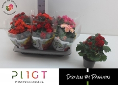 Begonia Double Mix 14Ø 35cm