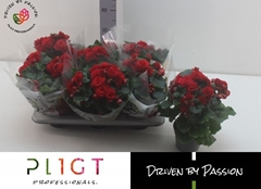 Begonia Double Halo 14Ø 35cm