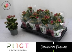 Kalanchoe Double Rose Flowers Rafaela 12Ø 26cm