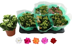 Kalanchoe Double Rosaline Mix 15Ø 25cm