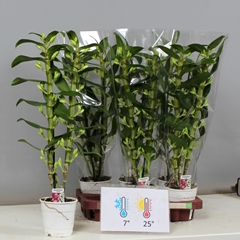 Dendrobium Star Class Apollon 12Ø 60cm 2st