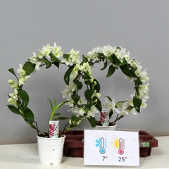 Dendrobium Star Class Apollon 12Ø 50cm 2st