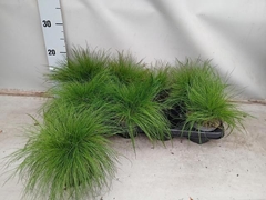 Festuca Ovina 12Ø 15cm
