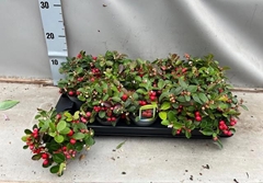 Gaultheria Red Diamond 9Ø 20cm