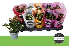 Kalanchoe Double Perfecta Mix 10Ø 24cm