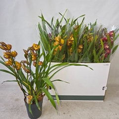 Cymbidium Mixed 14Ø 70cm 3st