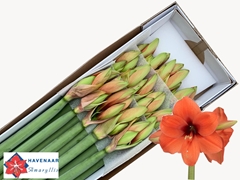 Hippeastrum Horizon 70cm