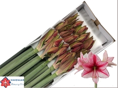 Hippeastrum Revelation 75cm