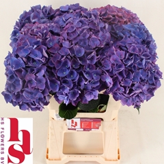Hydrangea Royal Opera 60cm 18-20cm Hd