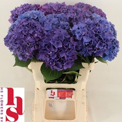 Hydrangea Rodeo Purple 60cm 17-19cm Hd