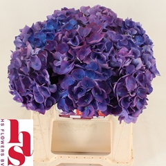 Hydrangea Royal Opera 40cm 13-15cm Hd
