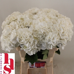 Hydrangea Royal Princess 60cm 17-19cm Hd