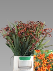 Crocosmia Emily Mckenzie 60cm