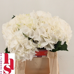 Hydrangea White Verena 40cm 13-15cm Hd