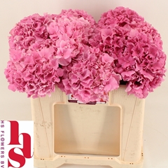 Hydrangea Royal Breeze 50cm 14-16cm Hd