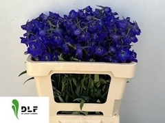 Delphinium Single Atlantis 50cm