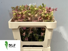 Delphinium Single Pink Sensation 50cm