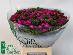 Dianthus Barb Neon Purple 60cm
