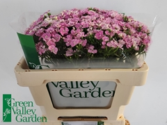 Dianthus Barb Rose Magic 50cm