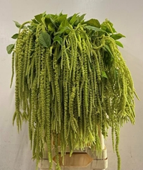 Amaranthus Caudatus Green Cord 80cm
