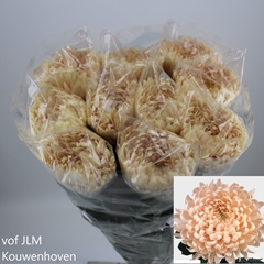 Chrysanth Single Avignon 80cm 90gr.