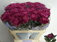 Chrysanth Single Bigoudi Purple 75cm 105gr.