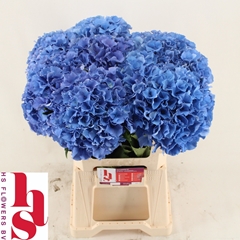 Hydrangea Royal Parade 60cm 18-20cm Hd