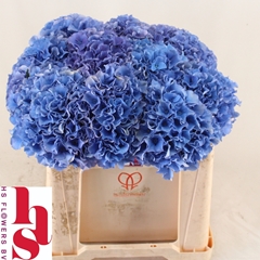 Hydrangea Royal Parade 50cm 17-19cm Hd