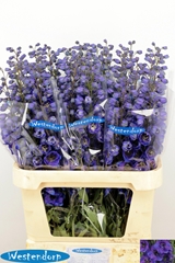 Delphinium Double Kissi Flash Blue 90cm