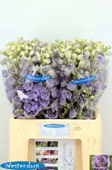 Delphinium Double Kissi Blush Milka 65cm