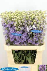 Delphinium Double Kissi Blush Milka 90cm