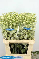 Delphinium Double Kissi White Kermit 90cm