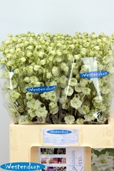Delphinium Double Kissi White Kermit 65cm