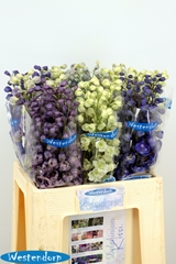 Delphinium Double Mix 65cm