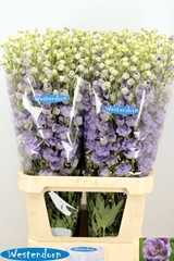 Delphinium Double Kissi Blush Milka 100cm