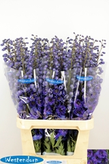 Delphinium Double Kissi Flash Blue 100cm