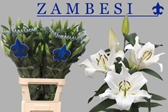 Lily Oriental Zambesi 105cm 5+