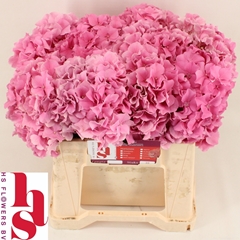 Hydrangea Royal Breeze 40cm 13-15cm Hd