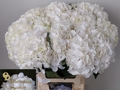 Hydrangea Schneeball 60cm 17-19cm Hd