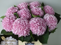 Hydrangea Verena 80cm 21-23cm Hd