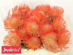 Leucospermum Succession 40cm
