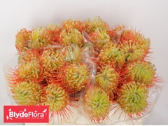 Leucospermum Queen Juliana 50cm