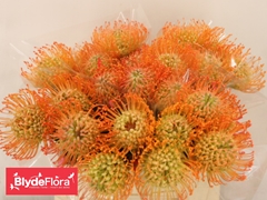 Leucospermum Queen Juliana 40cm