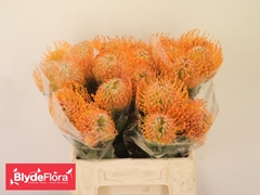 Leucospermum Soleil 40cm