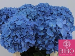 Hydrangea Pimpernel 80cm 20-22cm Hd