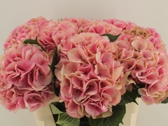 Hydrangea Royal Love 60cm 16-18cm Hd