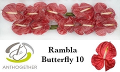 Anthurium Rambla 15cm Hd