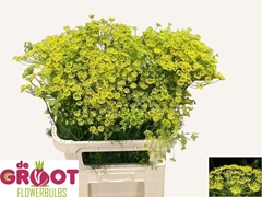 Anethum Graveolens 65cm