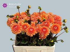 Dahlia Sylvia 60cm