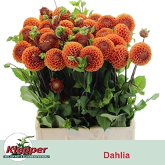 Dahlia Cornel Bronze 70cm